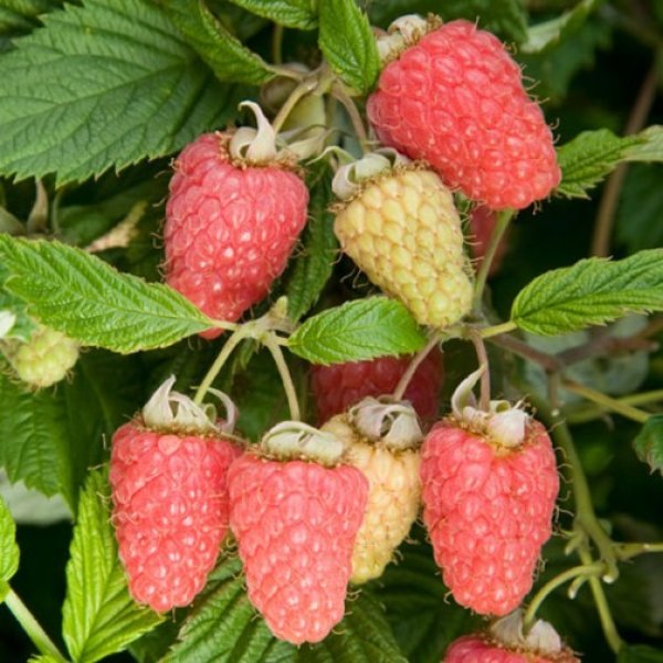 Raspberry " Malling Minerva " Exotic 50 Fruit Seeds