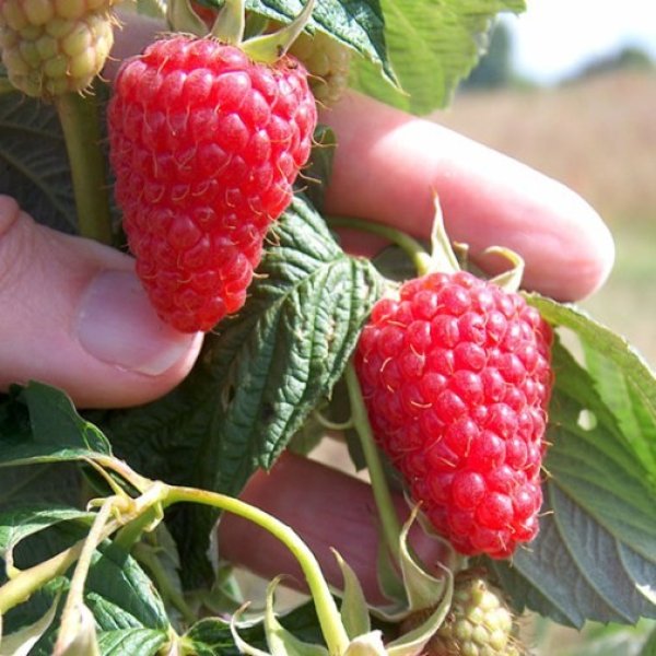 Raspberry " Autumn Treasure " Exotic 50 Fruit Seeds