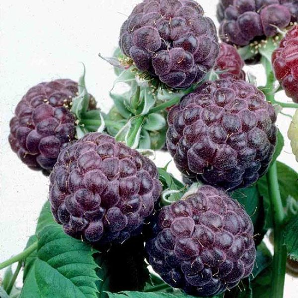 Raspberry " Glencoe " Exotic 50 Fruit Seeds