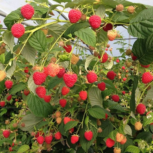 Raspberry " Paris " Exotic 50 Fruit Seeds