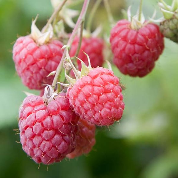 Raspberry " Octavia " Exotic 50 Fruit Seeds