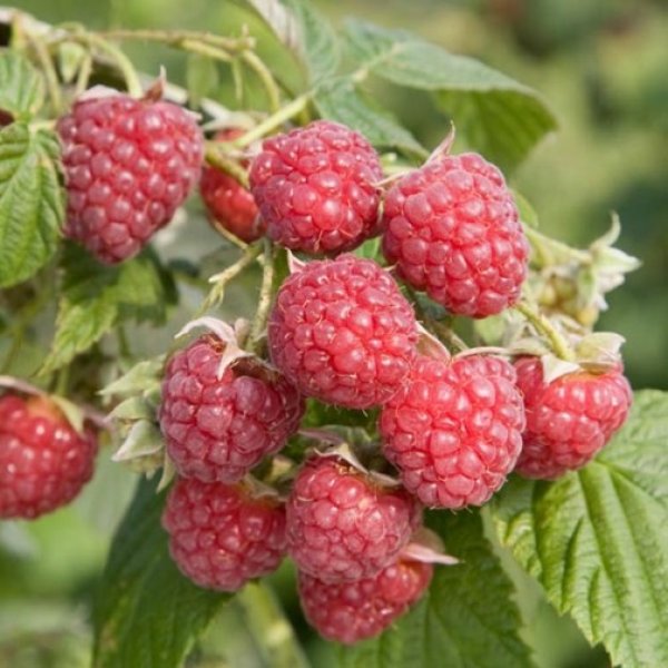Raspberry " Autumn Bliss " Exotic 50 Fruit Seeds