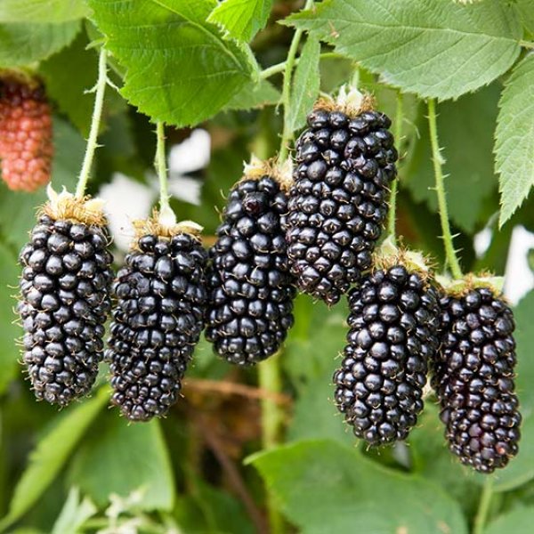 Blackberry - Karaka Black - Exotic 50 Fruit Seeds