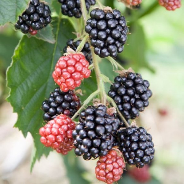 Blackberry - Loch Tay - Exotic 50 Fruit Seeds
