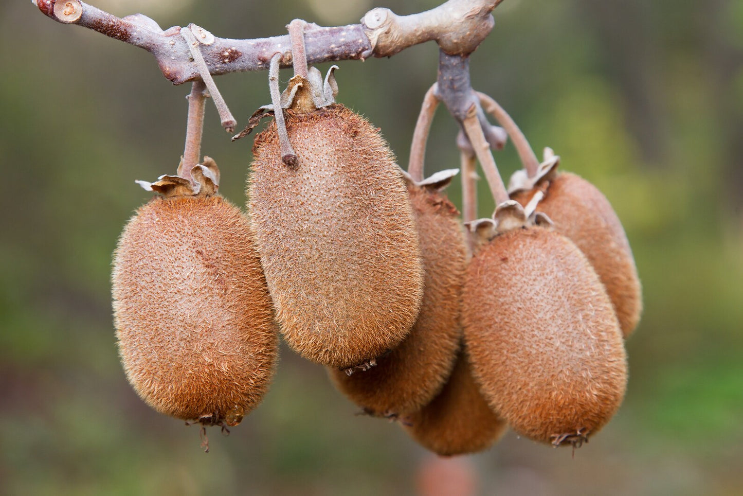 Kiwi " Golden " Exotic 50 Fruit Seeds