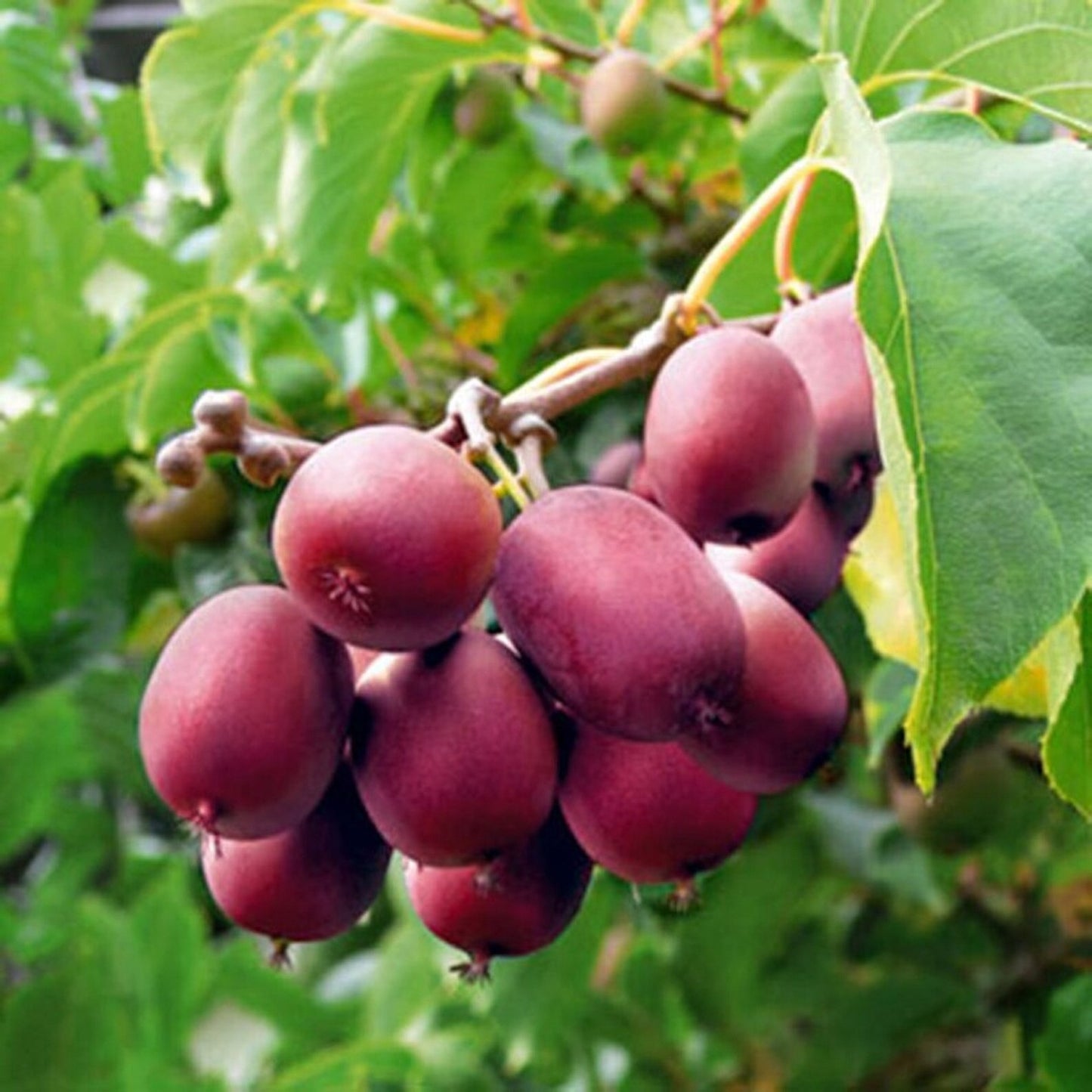 Kiwi " Purple " Exotic 50 Fruit Seeds