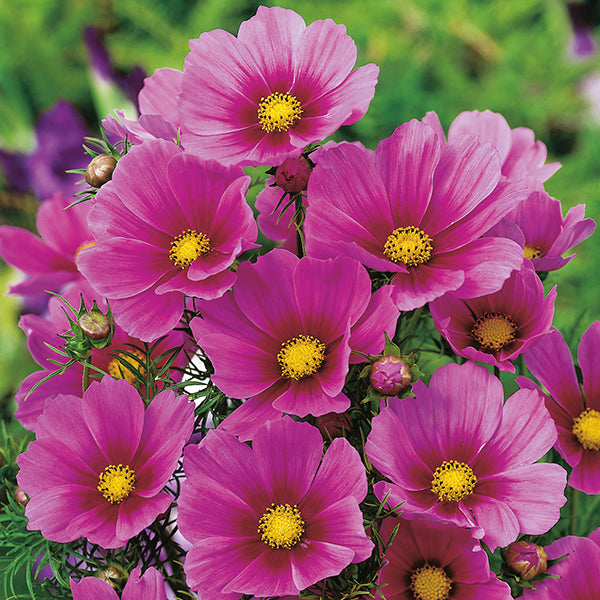 Flower Seeds