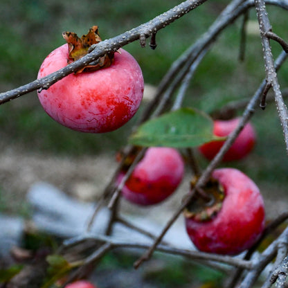Red Persimmon - Rojo Brillante - 5 Fruit Seeds
