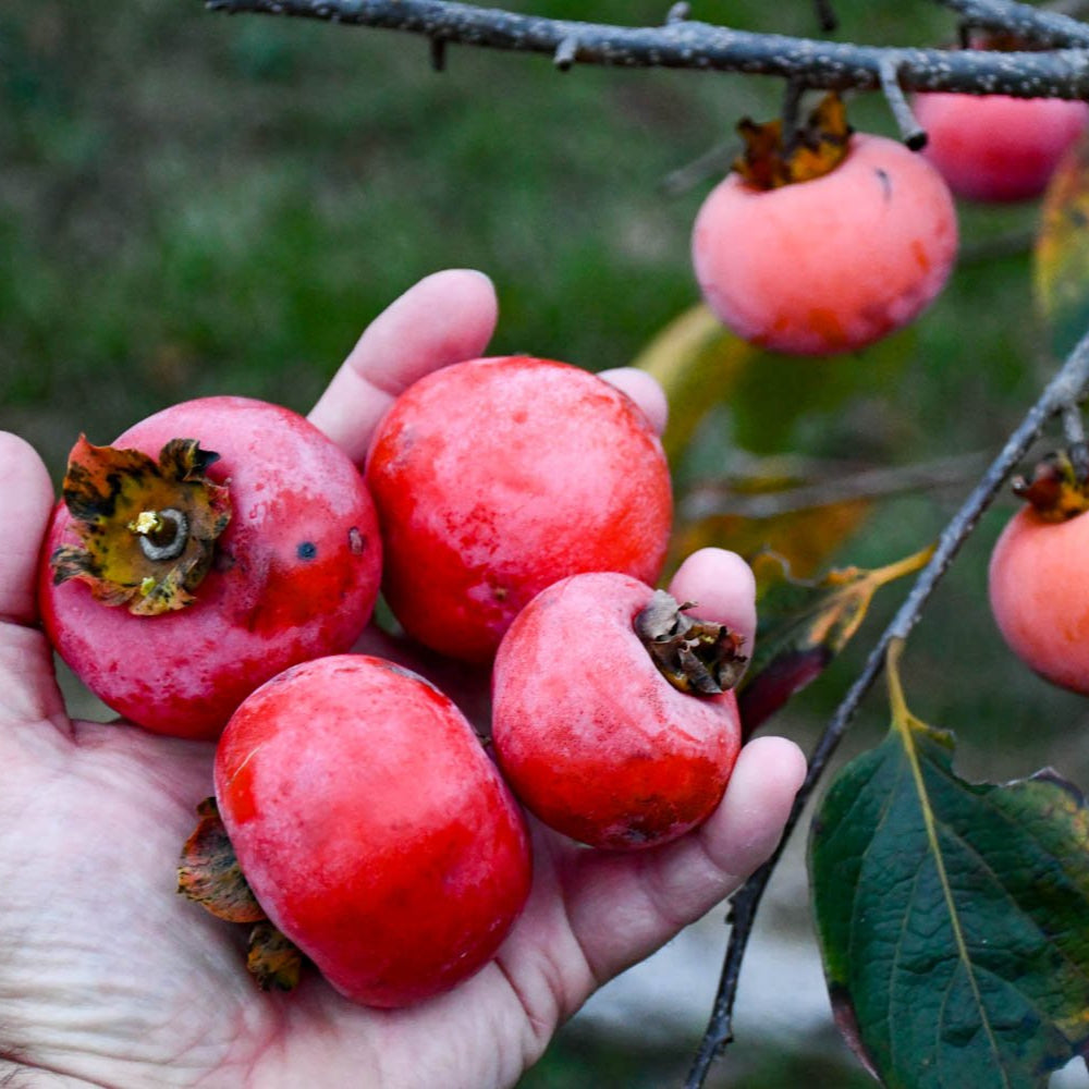 Red Persimmon - Rojo Brillante - 5 Fruit Seeds