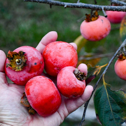 Red Persimmon - Rojo Brillante - 5 Fruit Seeds