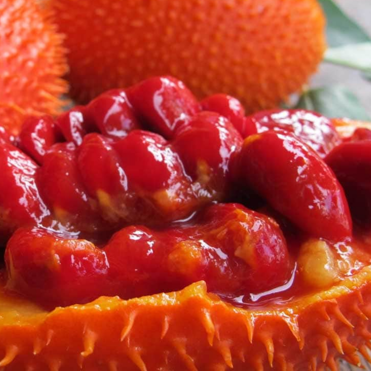 Red Gac Fruit - Fruit from Heaven - 5 Fruit Seeds
