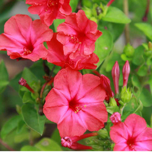 Four O' Clock - Red - 10 Flower Seeds