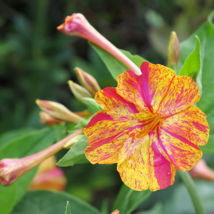 Four O' Clock - Yellow Pink - 10 Flower Seeds