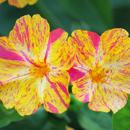 Four O' Clock - Yellow Pink - 10 Flower Seeds
