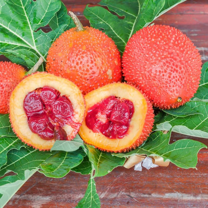 Red Gac Fruit - Fruit from Heaven - 5 Fruit Seeds