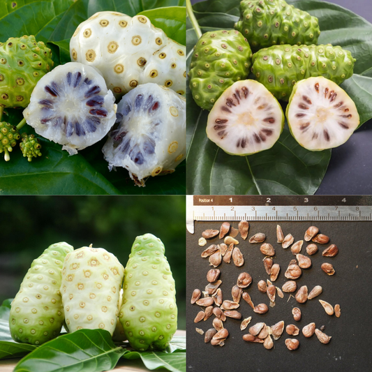 Noni - Morinda citrifolia - 10 Fruit Seeds