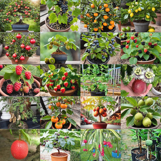 Dwarf Fruit Seeds Mega Combo Pack- 20 Varieties with Growing Guide