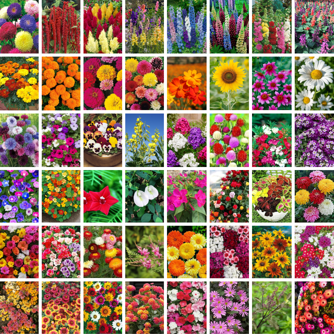 Exotic Flower Seeds Mega Combo Pack- 48 Varieties with Growing Guide