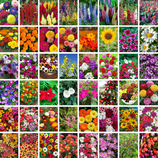 Exotic Flower Seeds Mega Combo Pack- 48 Varieties with Growing Guide