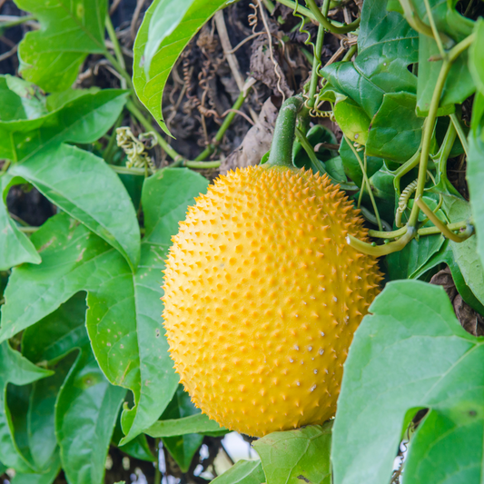 Golden Gac Fruit - Fruit from Heaven - 5 Fruit Seeds