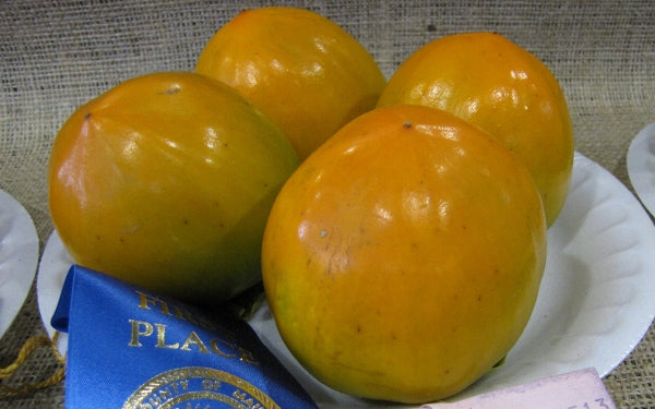 Persimmon " Hachiya  " Exotic 5 Fruit Seeds