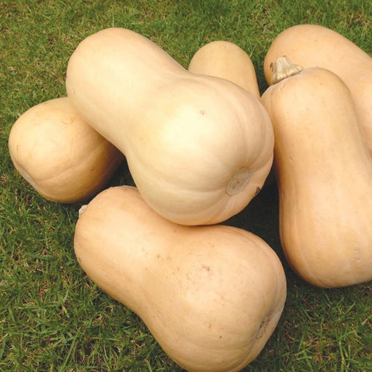 Squash " Walnut  " Exotic 10 Vegetable Seeds