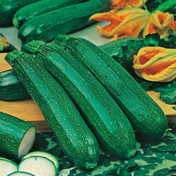 Zucchini " All Green  " Exotic 10 Vegetable Seeds