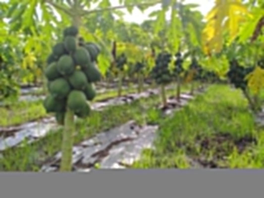 Papaya " Pusa Dwarf  " Exotic 15 Fruit Seeds
