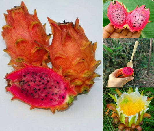 Dragon " Orange Dwarf  " Exotic 30 Fruit Seeds