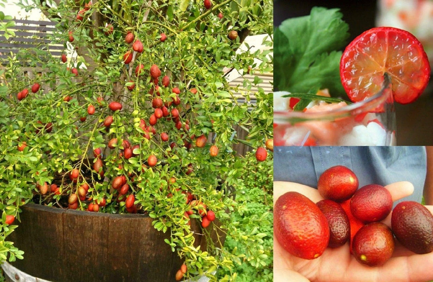 Lemon " Australian Blood Lime  " Exotic 10 Fruit Seeds