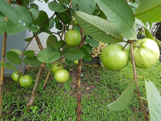 Guava " Arka Amulya  " Exotic 40 Fruit Seeds