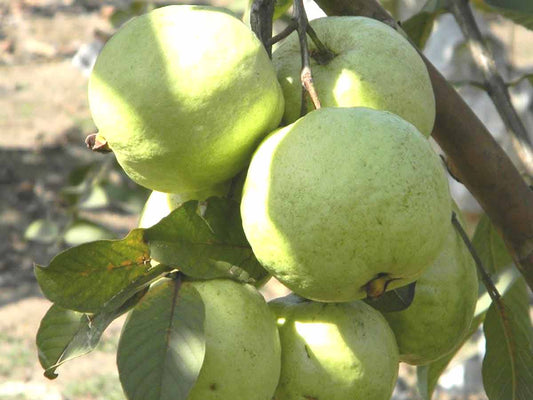 Guava " VNR Bihi  " Exotic 40 Fruit Seeds