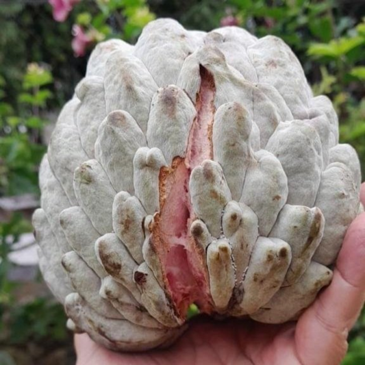 Hybrid Ilama Fruit Seeds - Bicolor - 5 Seeds