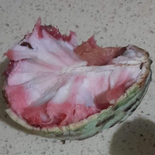 Hybrid Ilama Fruit Seeds - Coral - 5 Seeds