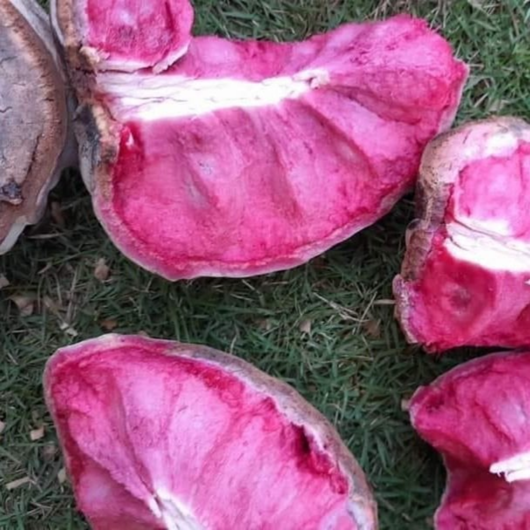 Hybrid Ilama Fruit Seeds - Nougat - 5 Seeds