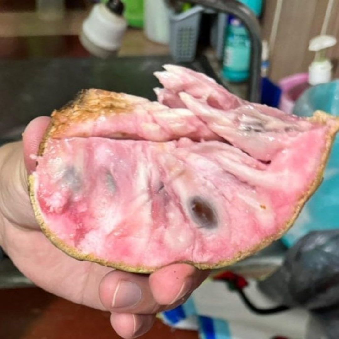 Hybrid Ilama Fruit Seeds - Strawberry Nougat - 5 Seeds