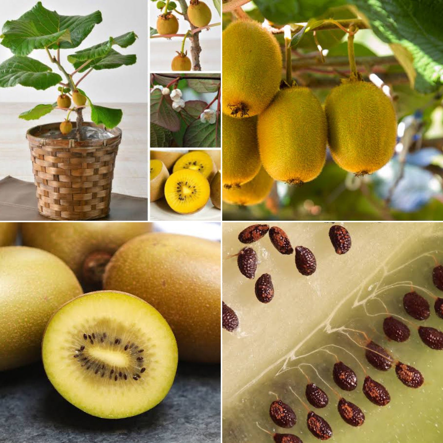 Kiwi - Golden - 50 Fruit Seeds