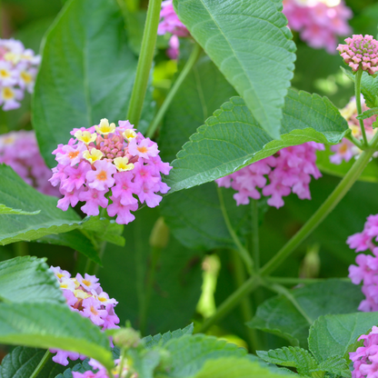 Lantana - Pink - 30 Flower Seeds