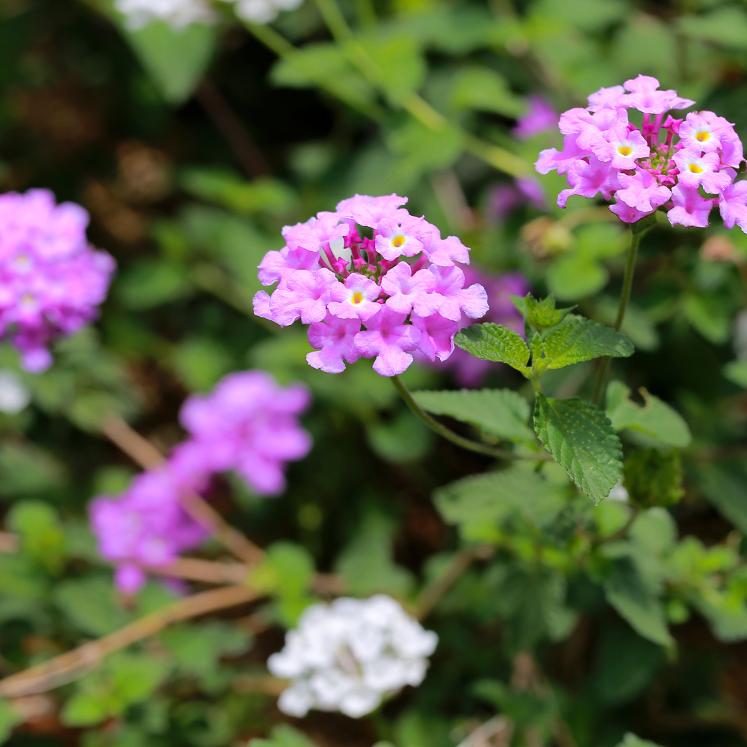 Lantana - Pink - 30 Flower Seeds