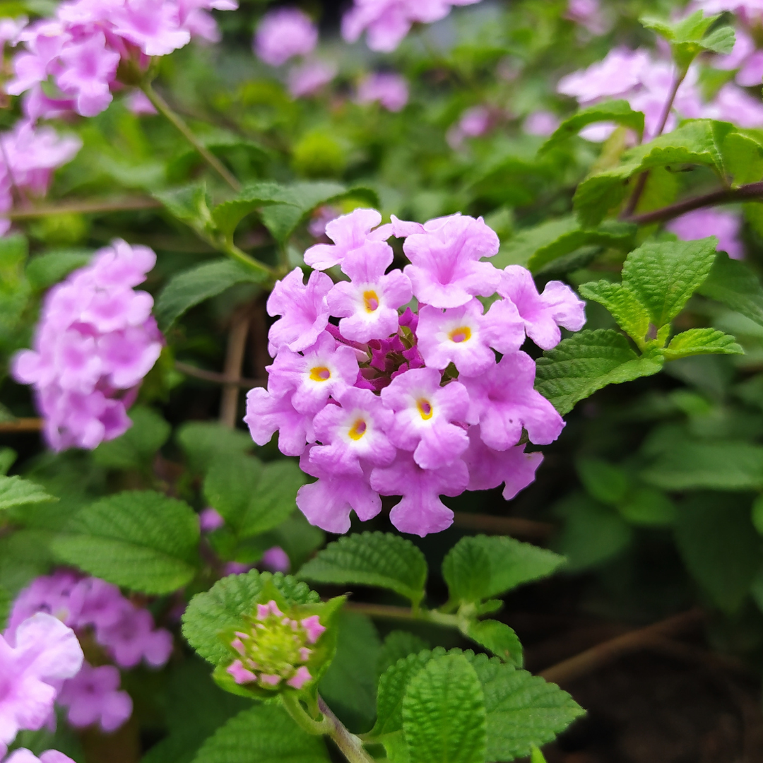 Lantana - Pink - 30 Flower Seeds