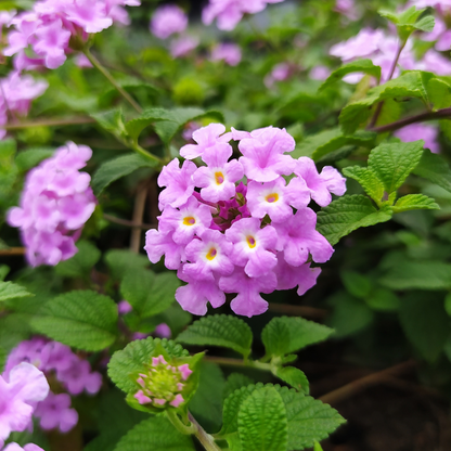 Lantana - Pink - 30 Flower Seeds