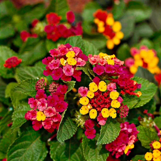Lantana - Red Yellow - 30 Flower Seeds