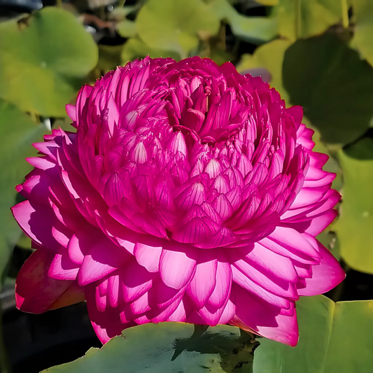 Lotus Ultimate 1000 Petal Pink -  10 Seeds for Stunning Water Garden Blooms
