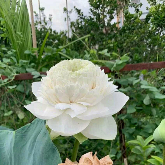 Lotus Ultimate 1000 Petal White -  10 Seeds for Stunning Water Garden Blooms