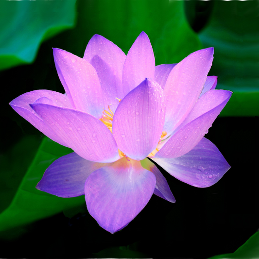 Lotus Indian Violet -  10 Seeds for Stunning Water Garden Blooms