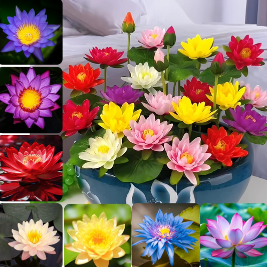 Lotus Flower Seed Collection -  10 Mixed Varieties for Easy Growing and Beautiful Flowers