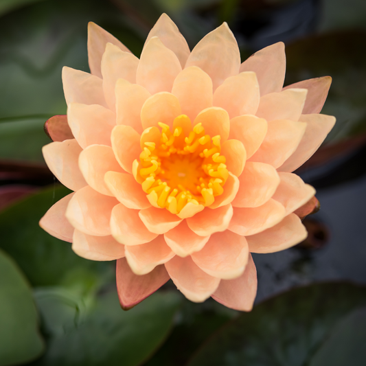 Lotus Peach Variety -  10 Seeds for Stunning Water Garden Blooms