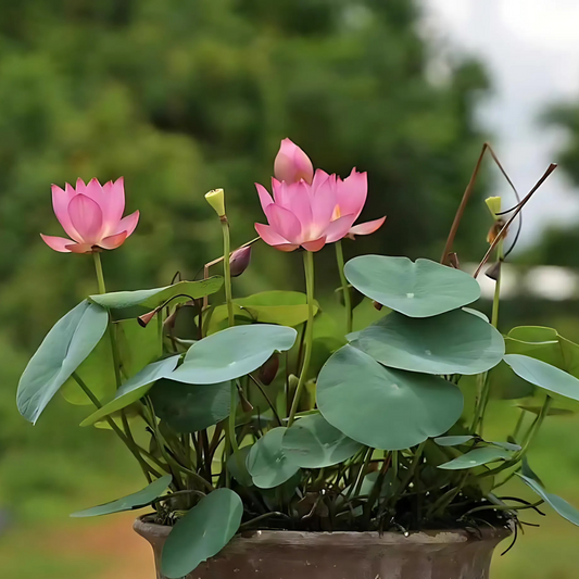 Lotus Pink Miniature -  10 Seeds for Stunning Water Garden Blooms