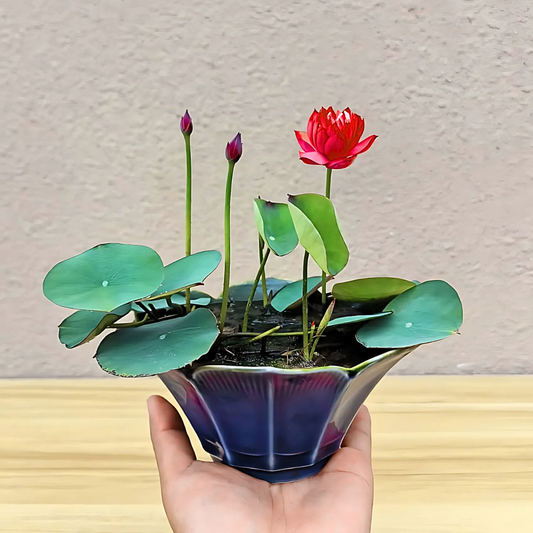 Lotus Red Miniature -  10 Seeds for Stunning Water Garden Blooms