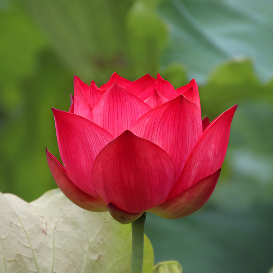 Lotus Sacred Red -  10 Seeds for Stunning Water Garden Blooms